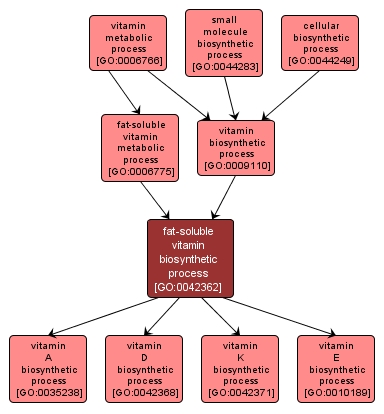 GO:0042362 - fat-soluble vitamin biosynthetic process (interactive image map)