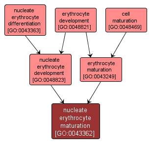 GO:0043362 - nucleate erythrocyte maturation (interactive image map)