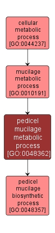 GO:0048362 - pedicel mucilage metabolic process (interactive image map)
