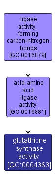 GO:0004363 - glutathione synthase activity (interactive image map)