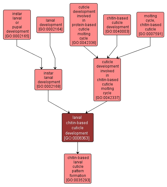 GO:0008363 - larval chitin-based cuticle development (interactive image map)