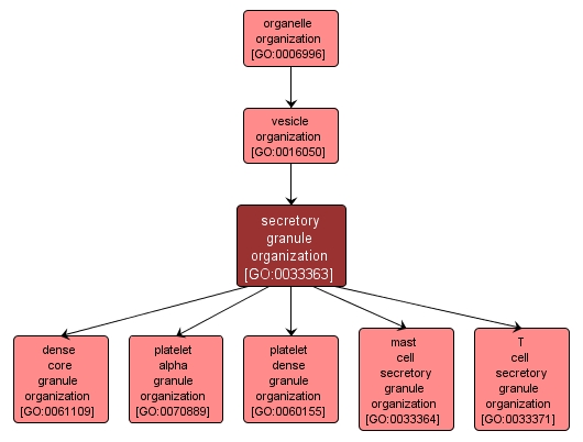 GO:0033363 - secretory granule organization (interactive image map)