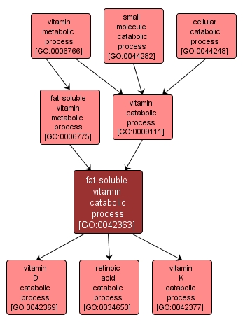 GO:0042363 - fat-soluble vitamin catabolic process (interactive image map)