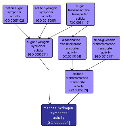 GO:0005364 - maltose:hydrogen symporter activity (interactive image map)