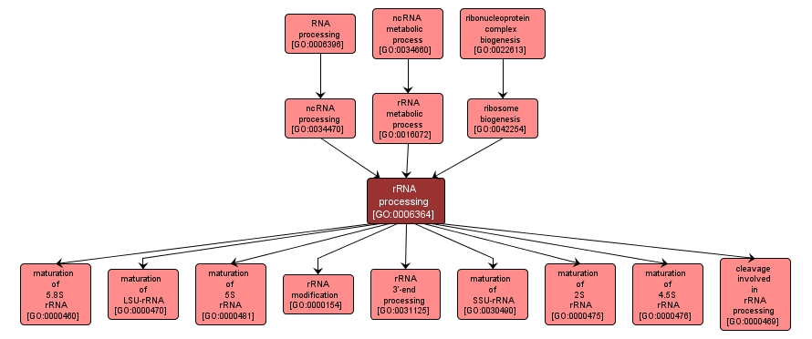 GO:0006364 - rRNA processing (interactive image map)