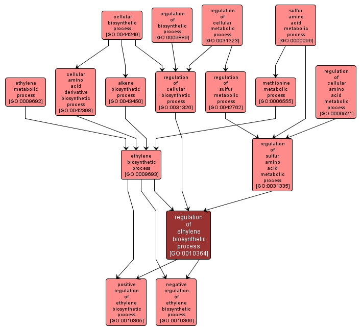 GO:0010364 - regulation of ethylene biosynthetic process (interactive image map)