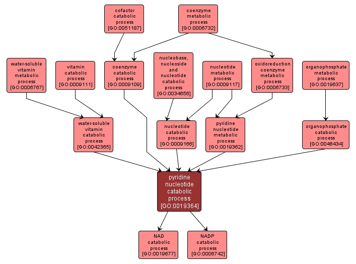 GO:0019364 - pyridine nucleotide catabolic process (interactive image map)