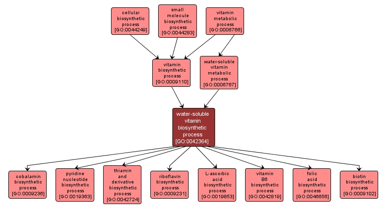 GO:0042364 - water-soluble vitamin biosynthetic process (interactive image map)