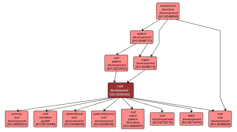 GO:0048364 - root development (interactive image map)