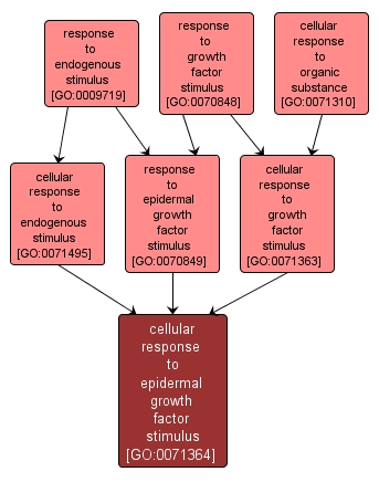 GO:0071364 - cellular response to epidermal growth factor stimulus (interactive image map)