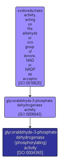 GO:0004365 - glyceraldehyde-3-phosphate dehydrogenase (phosphorylating) activity (interactive image map)