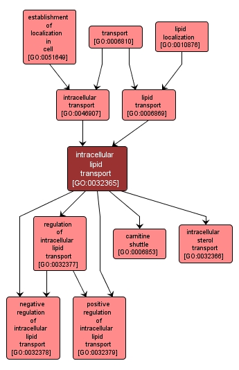 GO:0032365 - intracellular lipid transport (interactive image map)