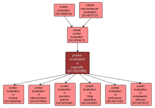 GO:0033365 - protein localization in organelle (interactive image map)