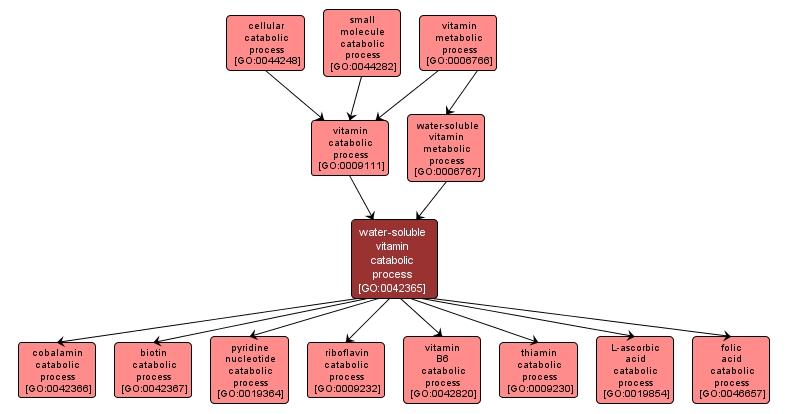 GO:0042365 - water-soluble vitamin catabolic process (interactive image map)