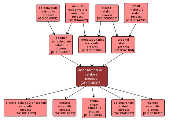 GO:0046365 - monosaccharide catabolic process (interactive image map)