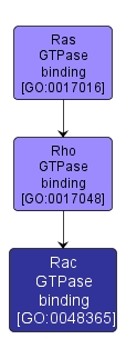 GO:0048365 - Rac GTPase binding (interactive image map)