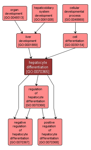 GO:0070365 - hepatocyte differentiation (interactive image map)