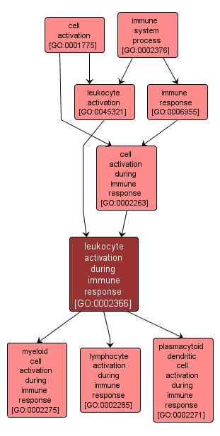 GO:0002366 - leukocyte activation during immune response (interactive image map)