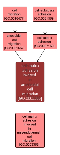 GO:0003366 - cell-matrix adhesion involved in ameboidal cell migration (interactive image map)