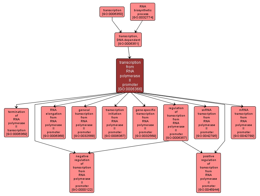 GO:0006366 - transcription from RNA polymerase II promoter (interactive image map)
