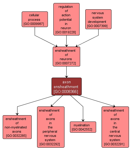 GO:0008366 - axon ensheathment (interactive image map)