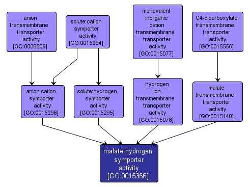 GO:0015366 - malate:hydrogen symporter activity (interactive image map)