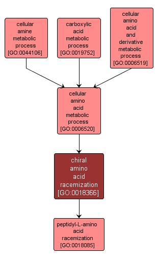 GO:0018366 - chiral amino acid racemization (interactive image map)