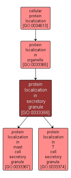 GO:0033366 - protein localization in secretory granule (interactive image map)