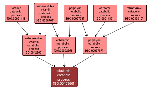 GO:0042366 - cobalamin catabolic process (interactive image map)