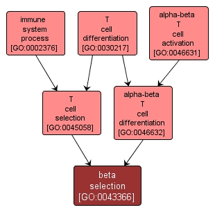 GO:0043366 - beta selection (interactive image map)