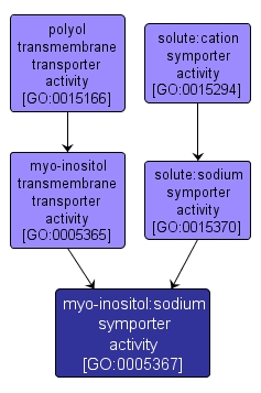 GO:0005367 - myo-inositol:sodium symporter activity (interactive image map)