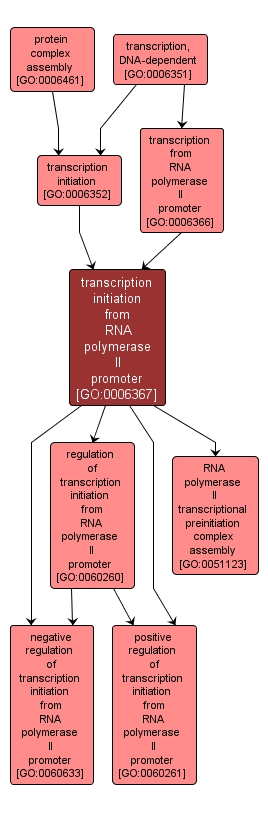GO:0006367 - transcription initiation from RNA polymerase II promoter (interactive image map)