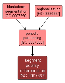 GO:0007367 - segment polarity determination (interactive image map)