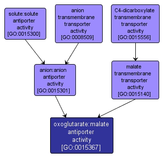 GO:0015367 - oxoglutarate:malate antiporter activity (interactive image map)