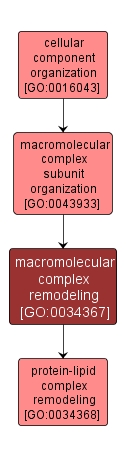 GO:0034367 - macromolecular complex remodeling (interactive image map)