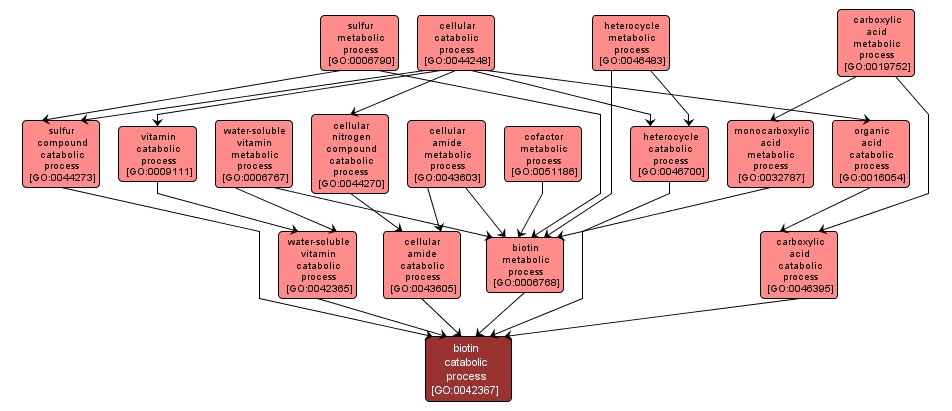 GO:0042367 - biotin catabolic process (interactive image map)