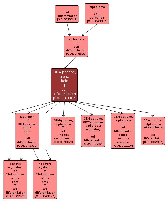 GO:0043367 - CD4-positive, alpha beta T cell differentiation (interactive image map)