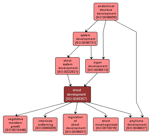 GO:0048367 - shoot development (interactive image map)