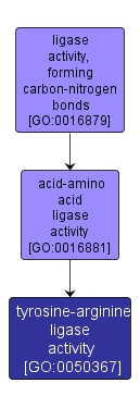 GO:0050367 - tyrosine-arginine ligase activity (interactive image map)