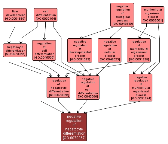 GO:0070367 - negative regulation of hepatocyte differentiation (interactive image map)