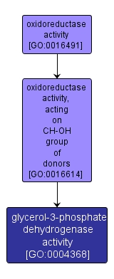 GO:0004368 - glycerol-3-phosphate dehydrogenase activity (interactive image map)