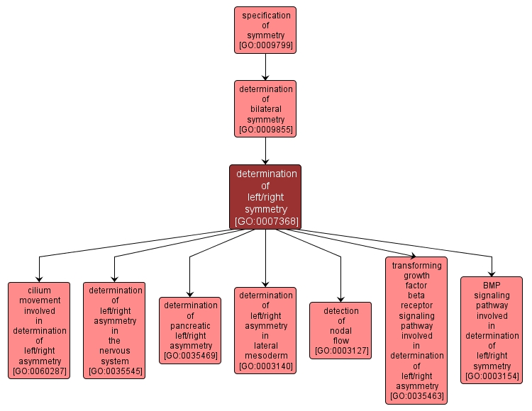 GO:0007368 - determination of left/right symmetry (interactive image map)