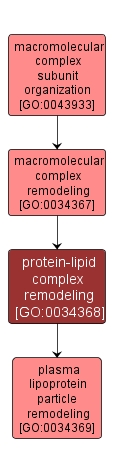 GO:0034368 - protein-lipid complex remodeling (interactive image map)