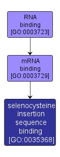 GO:0035368 - selenocysteine insertion sequence binding (interactive image map)