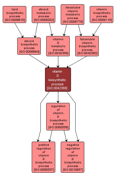 GO:0042368 - vitamin D biosynthetic process (interactive image map)