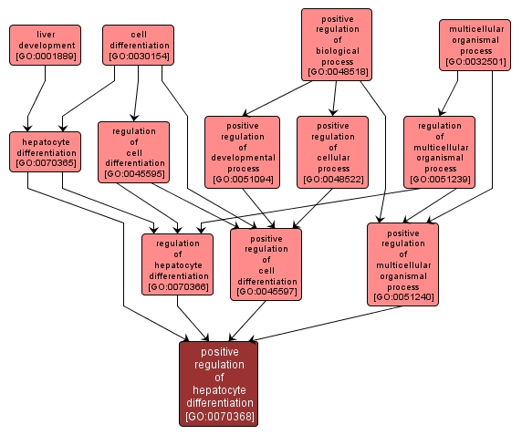 GO:0070368 - positive regulation of hepatocyte differentiation (interactive image map)