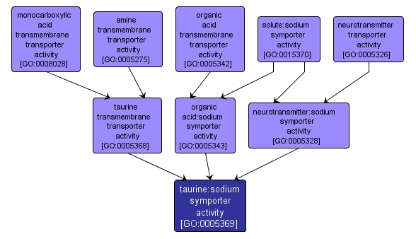 GO:0005369 - taurine:sodium symporter activity (interactive image map)