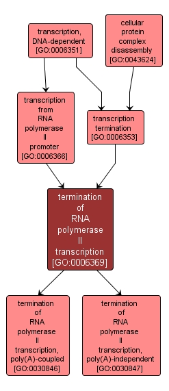 GO:0006369 - termination of RNA polymerase II transcription (interactive image map)