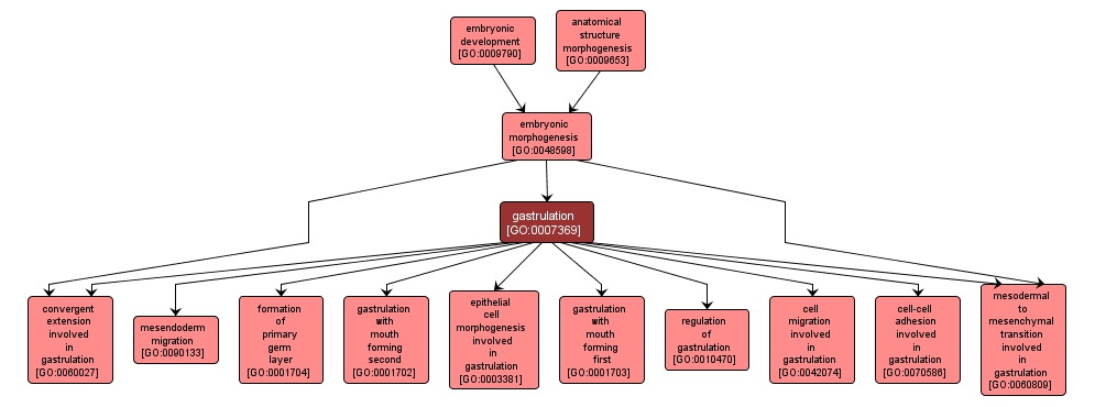 GO:0007369 - gastrulation (interactive image map)