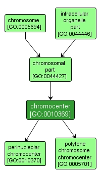 GO:0010369 - chromocenter (interactive image map)